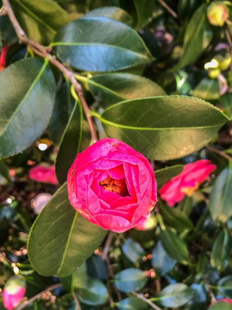 Camellia japonica es una de las especies más conocidas del género Camellia.. - Foto, imagen