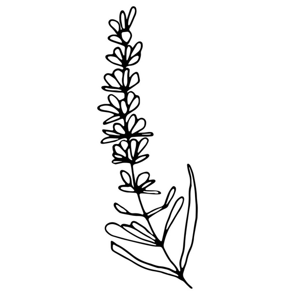 Vector image of lavender. A sketch. Hand-drawn. Design of posters, postcards, invitations, design of weddings, holidays, decor, prints, textiles, wallpapers, tattoos, fabrics. - Vector, imagen