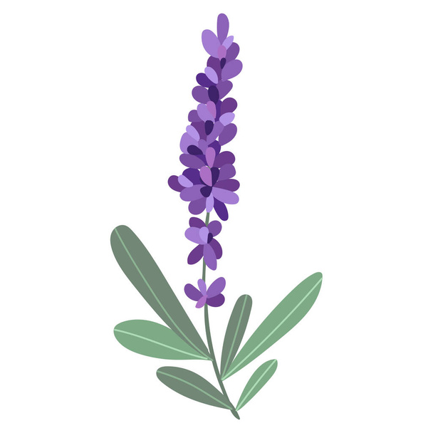 Vector image of purple lavender. A sketch. Hand-drawn. Design of posters, postcards, invitations, design of weddings, holidays, decor, prints, textiles, wallpapers, tattoos, fabrics. - Vektör, Görsel