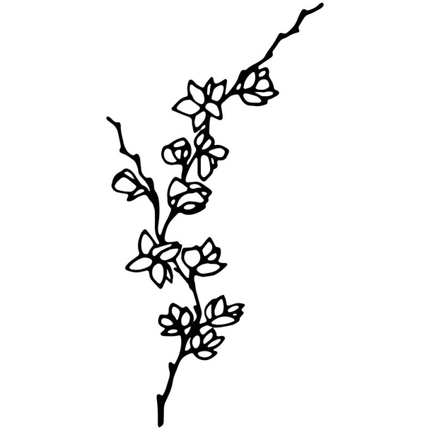 Vector image of a magnolia branch. A sketch. Hand-drawn. Design for fabric, print, wallpaper, tattoo, wedding. - Vector, Image