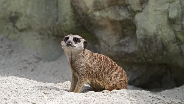 Meerkat, Suricata suricatta ül egy kövön, és a távolba néz. - Felvétel, videó