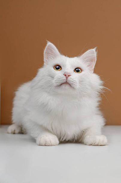 homeless white cat studio shooting on a beige background - Photo, Image
