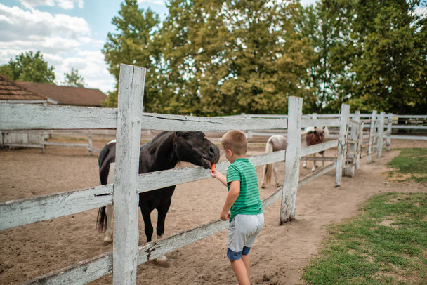A little boy feeding a horse in the farm on a beautiful summer day. - Фото, зображення