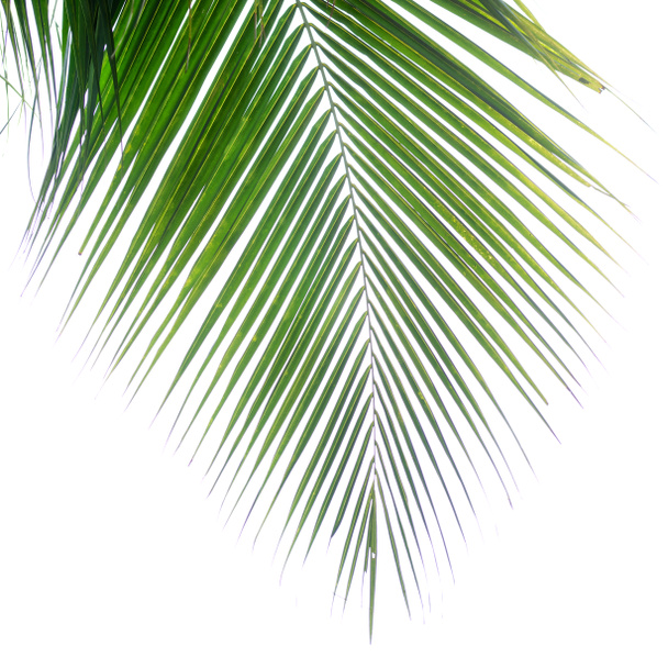Palm leaf
 - Фото, зображення