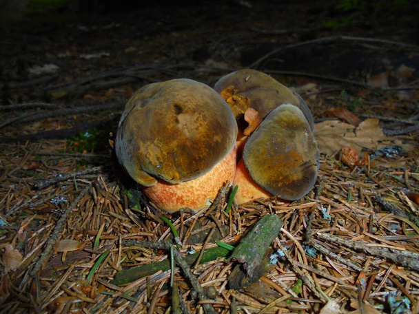 Young mushroom triplets of species scarletina bolete | Edible fungi in night forest - Photo, Image