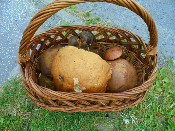 Numerous mushrooms in a basket, dominated by giant aspen mushroom | Big basket full of Scarletina and Aspen mushrooms placed at the edge of grass and pavement. - Photo, Image