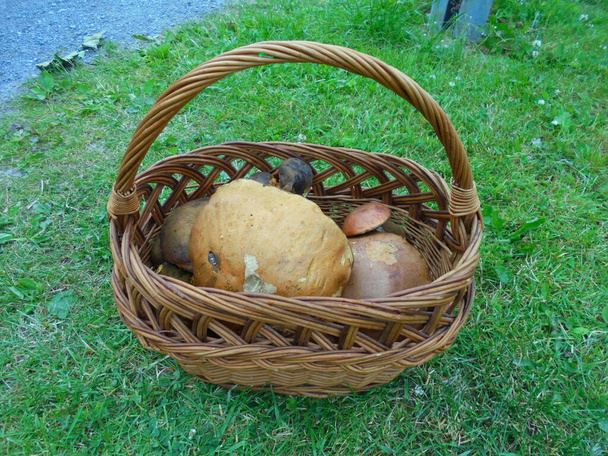 Distant view on a basket full of giant leccinum mushrooms and small scarletina bolete | Edible fungi of large size in basket on a meadow. - Photo, Image