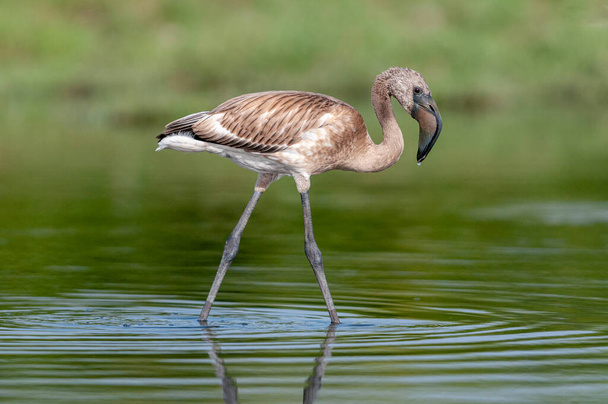 Nuorten flamingo, Jamnagar, Intia - Valokuva, kuva