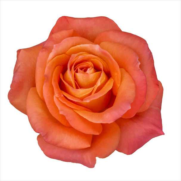 Avaa kukka ruusu kukka. Vaaleanpunainen oranssi ruusu kukka vektori kuva - Vektori, kuva