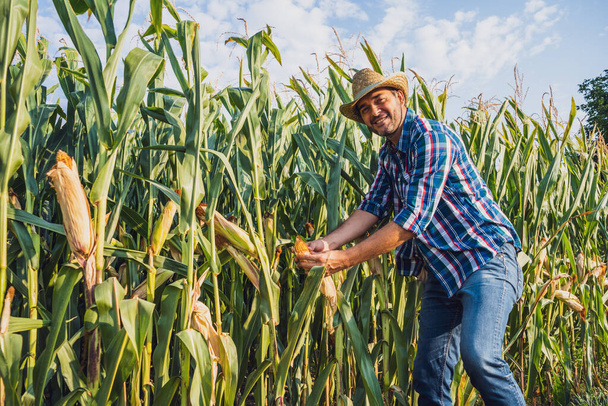 Χαρούμενος αγρότης που εξετάζει την καλλιέργεια καλαμποκιού. - Φωτογραφία, εικόνα