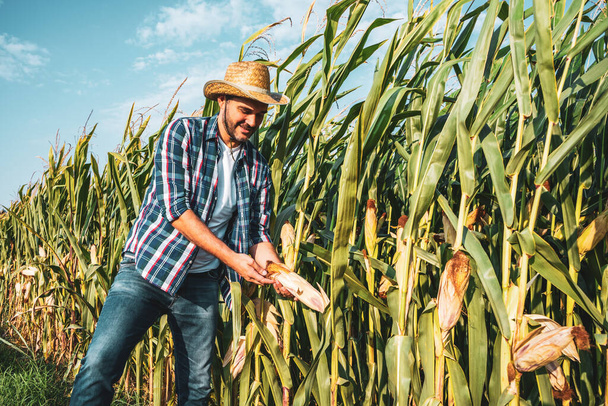 Счастливый фермер осматривает кукурузное поле. - Фото, изображение