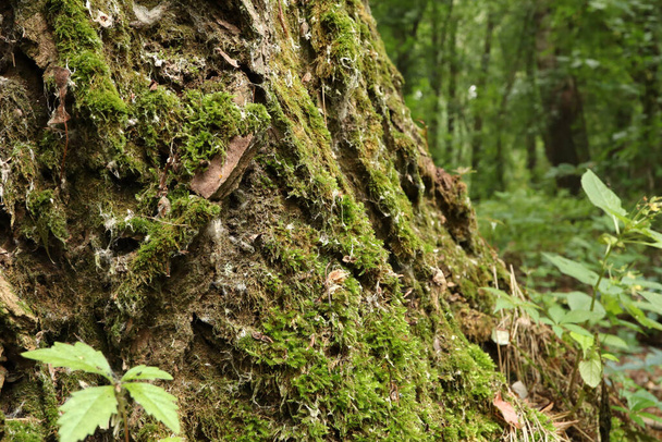 Mossyho les pozdní léto - Fotografie, Obrázek