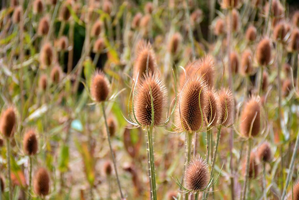 Carding thistles, Dipsacus fullonum, in the field at the end of summer - Photo, Image