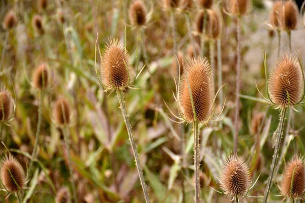Кардинг чертополох, Dipsacus fullonum, в поле в конце лета - Фото, изображение