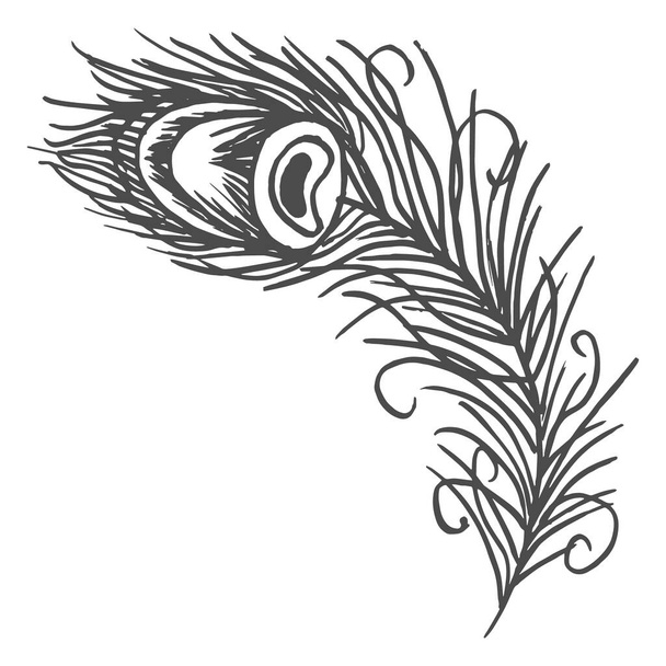 illustrazione, disegnato contorno piume di pavone su sfondo bianco, per carta da parati, tessuti, carte, modelli - Vettoriali, immagini