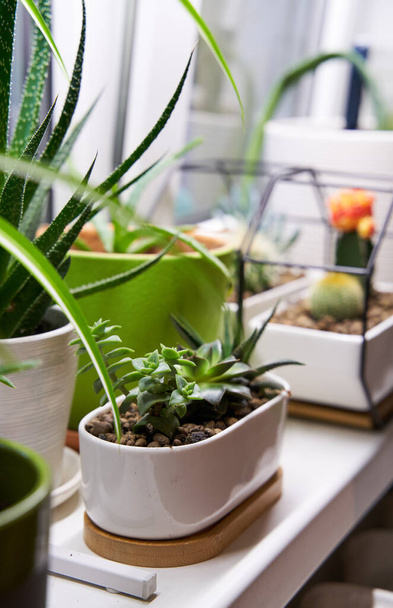Home zöld növények az ablakpárkányon - Fotó, kép
