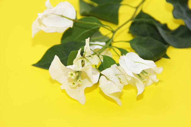 λευκά άνθη πικροδάφνης με φύλλα σε κίτρινο φόντο - Φωτογραφία, εικόνα