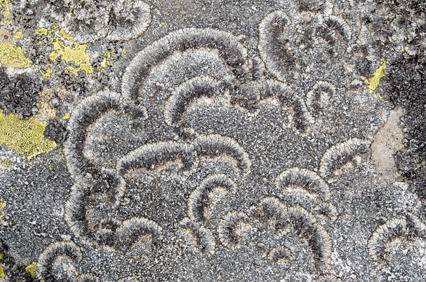 liquen gris sobre una piedra closeu - Foto, imagen