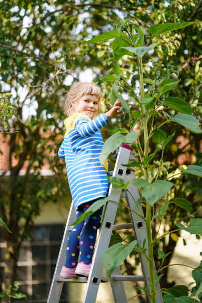 Little preschool girl with huge sunflower in domestic garden. Happy child learn gardening, planting and cultivating flower and plant. Kids and ecology, environment concept. - Foto, Imagen