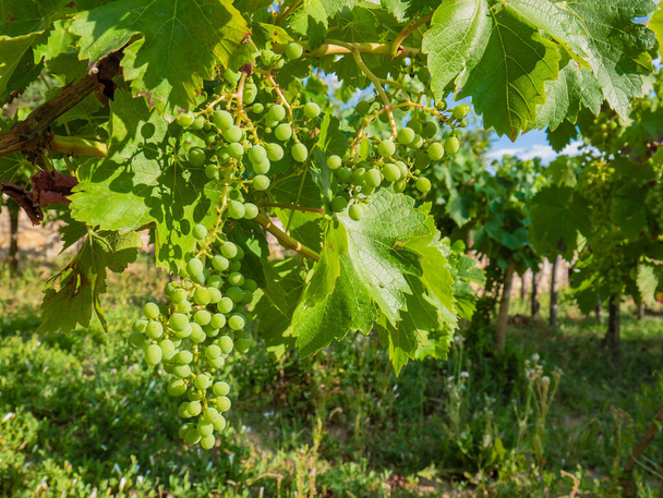 Winogrona rosnące na gałęzi winorośli otoczonej dużymi zielonymi liśćmi rośliny Vitis vinifera w winnicy pełnej roślin, podczas gdy owoce dojrzewają do późniejszego zbioru w celu produkcji wina - Zdjęcie, obraz