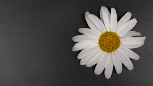 Chamomile on a black background is shifted to the right. Free space on the left. Top view. Loop motion. Rotation 360. 4K UHD video footage 3840X2160 - Footage, Video