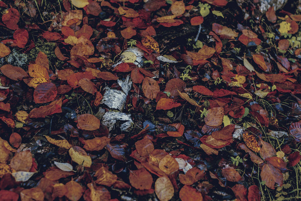 Φθινοπωρινά φύλλα στο δάσος - Φωτογραφία, εικόνα