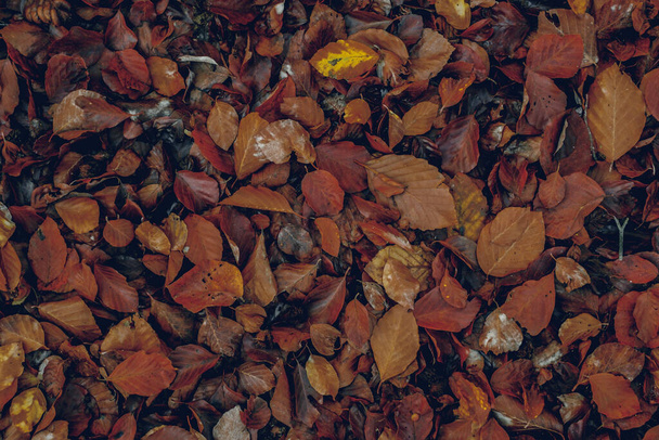 podzimní listí v lese - Fotografie, Obrázek