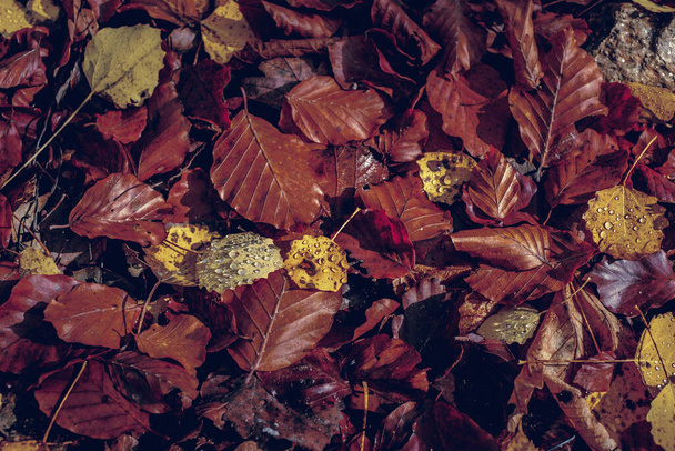 森の中の紅葉 - 写真・画像