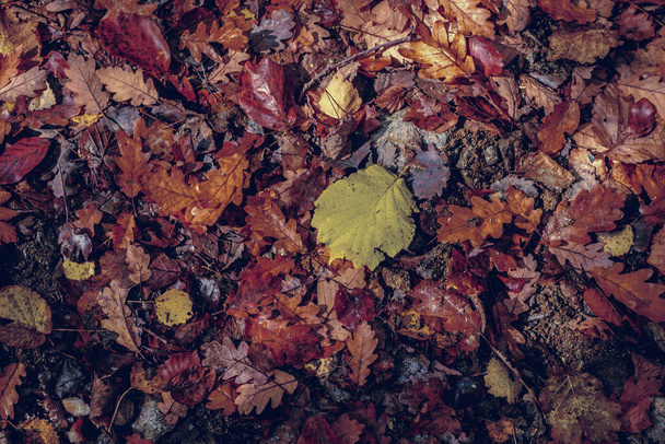 森の中の紅葉 - 写真・画像