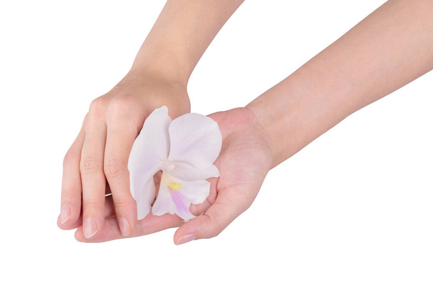 Flor de orquídea en mano, aislada sobre un fondo blanco - Foto, Imagen