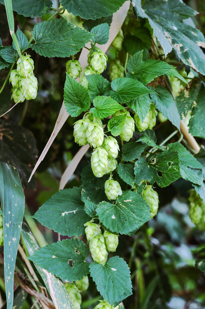 Green hop cones on the branches. The plant is used for beer production. Brewing. Daytime. Outside. Selective focus. - Photo, Image