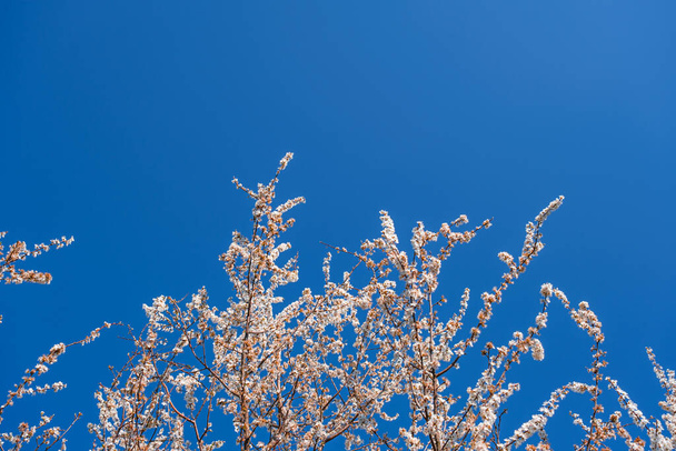 fruit tree full of spring flowers on the blue sky - Foto, afbeelding