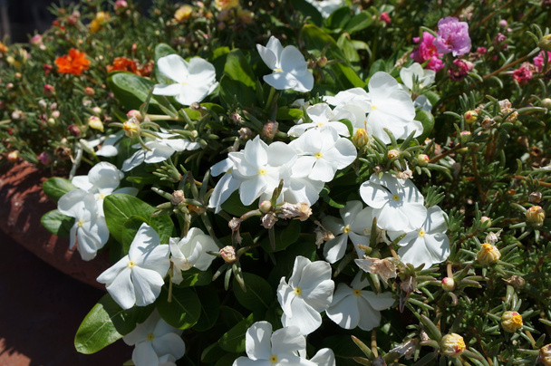 Fleurs de Vinca alba
 - Photo, image