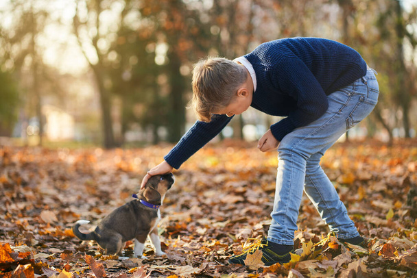 Boy in blue sweater playing with small dog in park autumn. - Фото, изображение