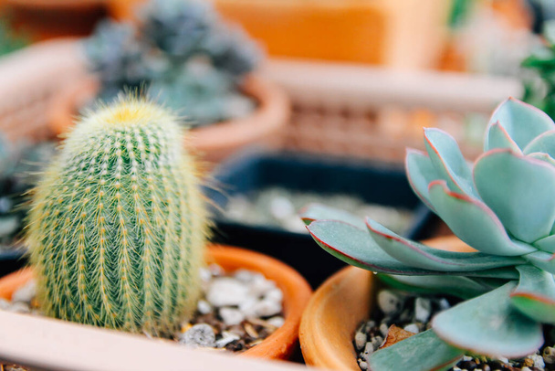 Jemné zaostření a rozostření. Minimální kreativní zátiší kaktus tropické pozadí moderní umění, instagram styl filtr vintage tón - Fotografie, Obrázek