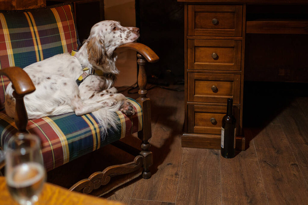 Perro durmiendo en sillón en habitación acogedora - Foto, imagen