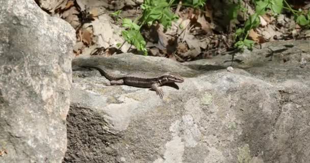 дыша маленькой ящерицей, опирающейся на солнечную скалу в лесу - Кадры, видео