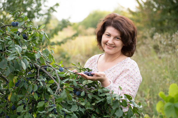 The woman in plum garden harvests the harvest - Fotografie, Obrázek
