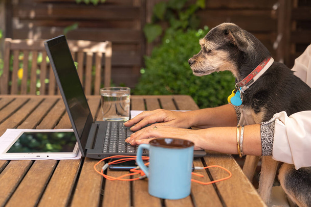 Donna telelavoro da casa con il suo cane guardando lo schermo del portatile. - Foto, immagini