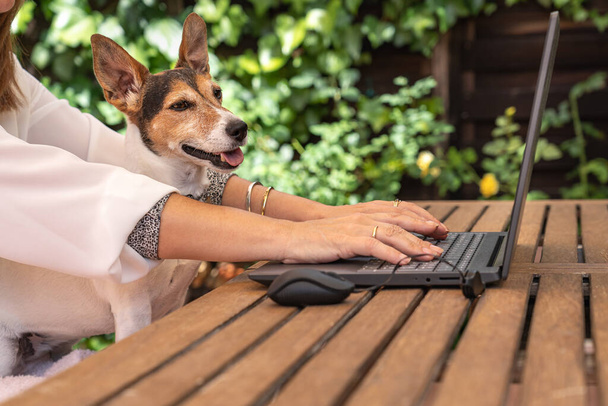 Bahçede köpeğiyle çalışan bir kadın dizüstü bilgisayara bakıyor. - Fotoğraf, Görsel