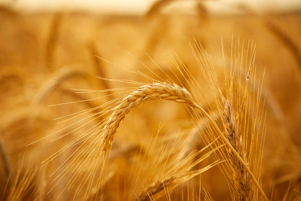Le spighe di grano in campo durante giorno soleggiato - Foto, immagini