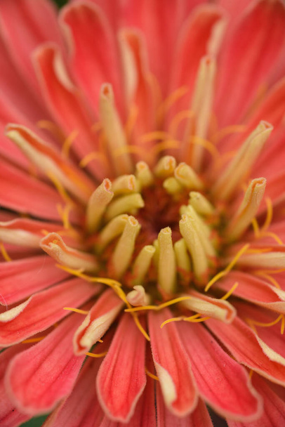 A flower bud of zinnia close-up in the garden at the end of summer. - Photo, Image