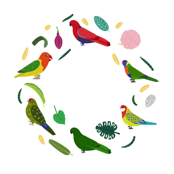 Design šablony s papoušky v kruhu pro dětský tisk. Kulaté složení tropických ptáků kakariki, loriane, eclectus a rosella. - Vektor, obrázek