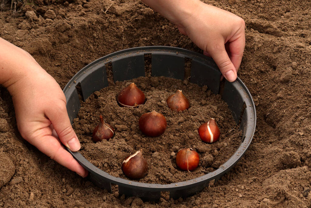 A farmer plants tulip bulbs. How to plant tulip bulbs in the open ground in autumn or spring. Top view of the plastic container for planting tulips. - Foto, immagini