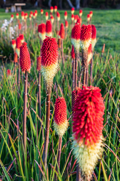 Shore Acres State Park, Όρεγκον, ΗΠΑ. Κόκκινα λουλούδια Hot Poker στην ακτή του Όρεγκον. - Φωτογραφία, εικόνα