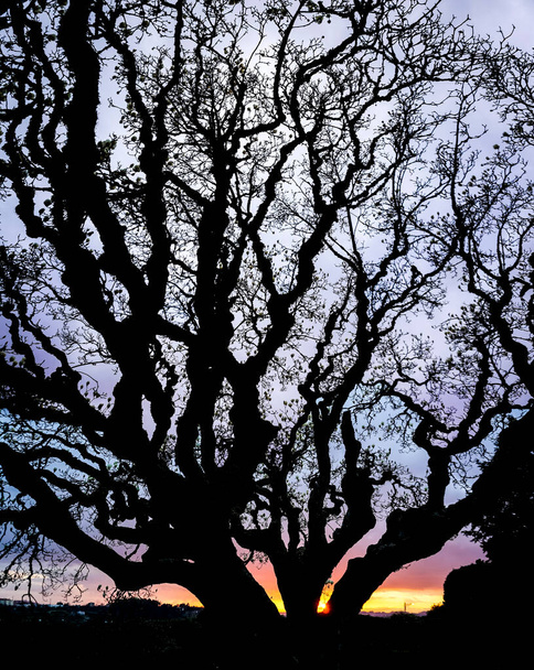 backlight of the branches of a tree at sunset - Foto, Imagen