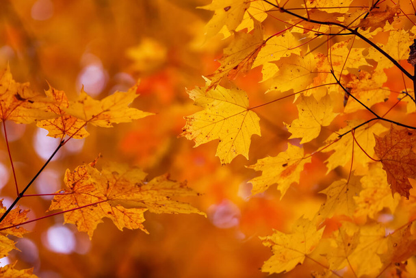 Luminoso follaje de otoño colorido de hojas de arce - Foto, imagen