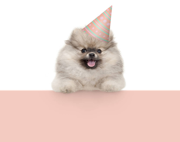 frolic smiling pomaranian spitz puppy dog with birthday party hat, hanging with paws on pastel orange banner, isolated - Photo, Image