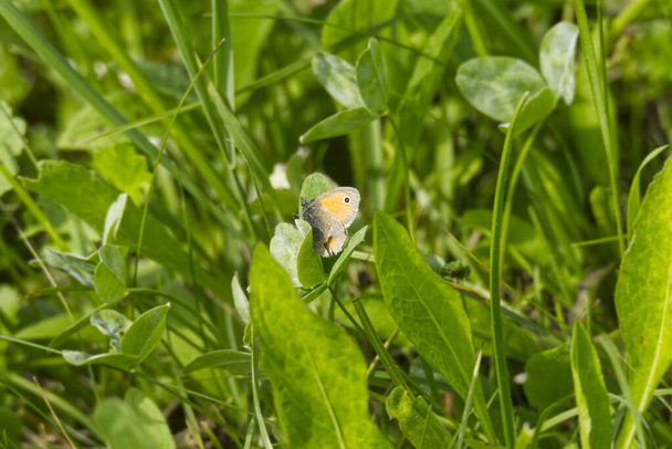 Small heath butterfly (Coenonympha pamphilus) sitting in grass in Zurich, Switzerland - Photo, Image
