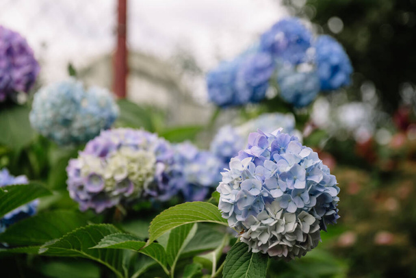 庭の青い紫陽花のマクロフィラの花。緑豊かな茂みはその美しい花の芽で庭を飾ります。閉鎖. - 写真・画像